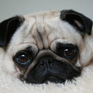 Meet your Posher, Chase